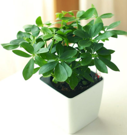 武漢除甲醛,甲醛檢測,甲醛,去除甲醛的方法有哪些？